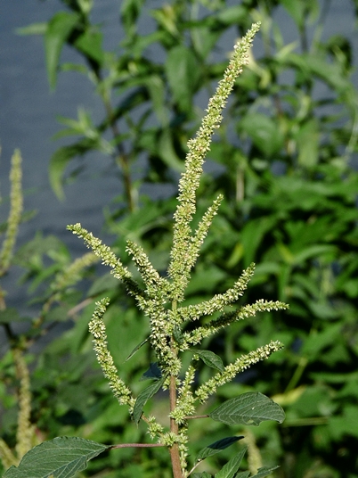 {Amaranthus spinosus}